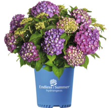 Endless Summer hortensia i kruka