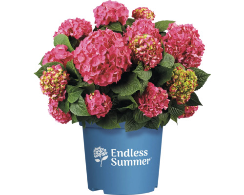 Endless Summer hortensia i kruka
