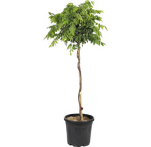 Blåregn som högstam i kruka