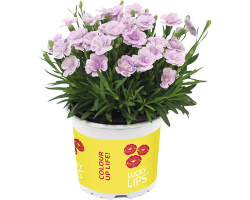 Nejlikväxt i kruka med gul etikett och läppmotiv