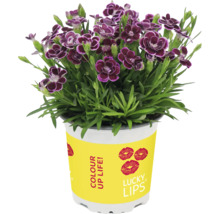 Nejlikväxt med mörkröda blommor i kruka