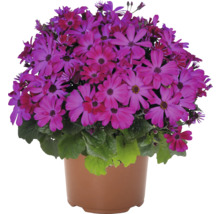 Kruka med fyllda cineraria blommor