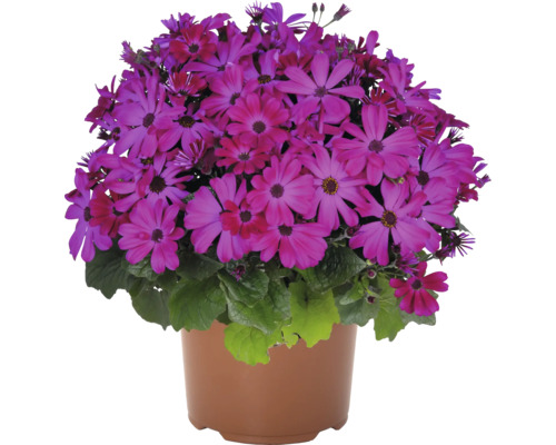 Kruka med fyllda cineraria blommor