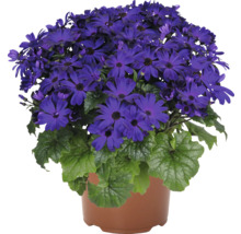Cineraria i kruka