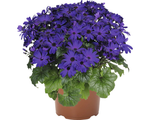 Cineraria i kruka