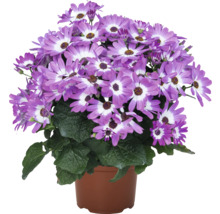 Cineraria i kruka