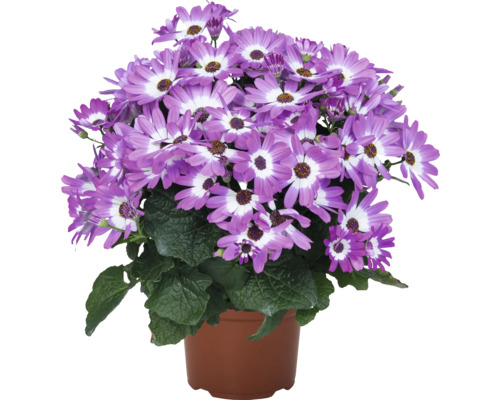 Cineraria i kruka