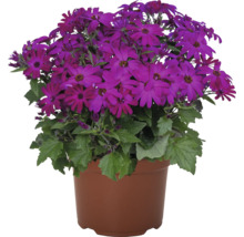 Blomkorg med lila blommor i kruka