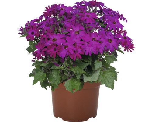 Blomkorg med lila blommor i kruka