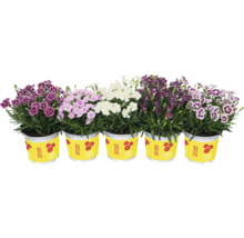Fem krukväxter nejlikor med blommor i olika färger
