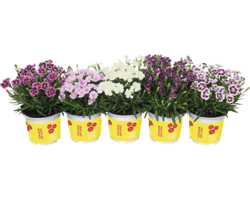 Nejlika FLORASELF Dianthus caryophyllus Lucky Lips® Ø10,5cm tillfälligt sortiment Fem krukväxter nejlikor med blommor i olika färger