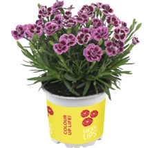 Nejlikor med purpurfärgade blommor i kruka