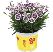 Krukväxt med nejlikväxt med vita och lila blommor