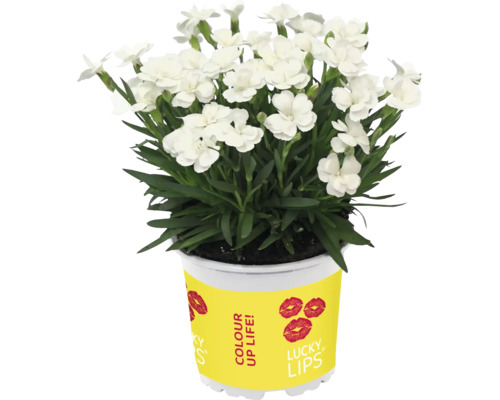 Vit nejlikaplanta i kruka