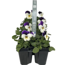 Styvmorsvioler i odlingsbehållare, 10-pack