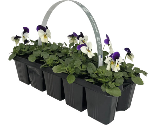 Hornvioler i en svart plastlåda