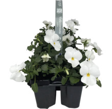 Viola cornuta i kruka, vita blommor