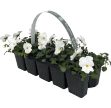 Styvmorsvioler i 10-pack i en svart plastförpackning.