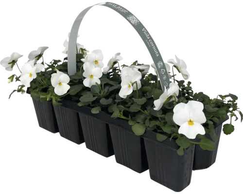 Styvmorsvioler i 10-pack i en svart plastförpackning.