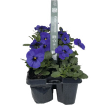 Styvmorsvioler i 6-pack