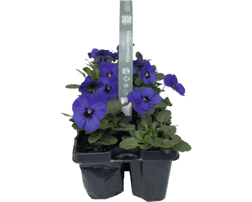 Styvmorsvioler i 6-pack