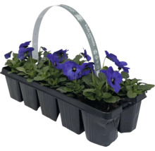 Hornvioler i odlingsbehållare