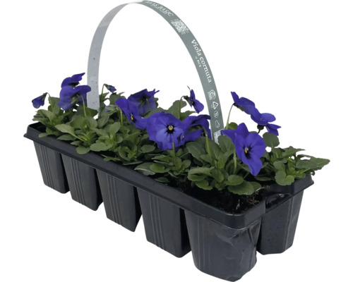 Hornvioler i odlingsbehållare