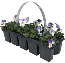 Styvmorsvioler i tråg med handtag