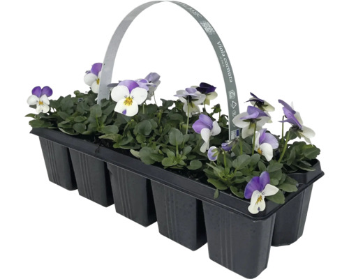 Styvmorsvioler i tråg med handtag