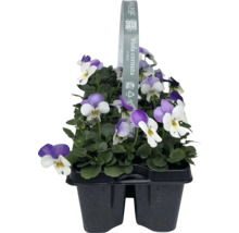 Styvmorsvioler i ett tiopack i en plastförpackning