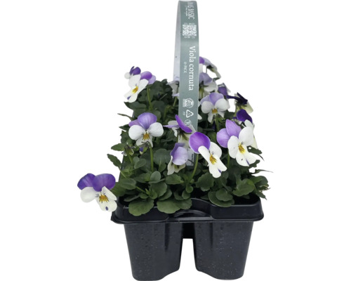 Styvmorsvioler i ett tiopack i en plastförpackning