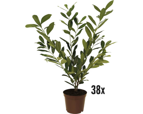 Lagerhägg FLORASELF Prunus laurocerasus 'Caucasica' 40-60cm co 3L