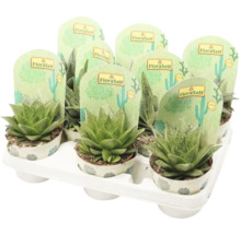 Olika suckulenter i en plastbehållare.