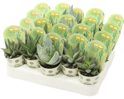Kaktus & Aloe mix FLORASELF 7-15cm Ø5,5cm sorterade sorter