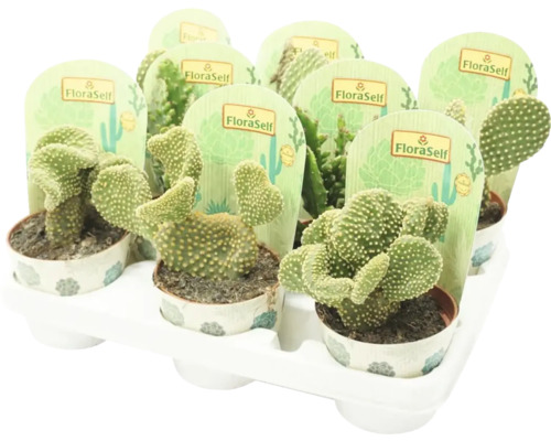 Bricka med flera Opuntia Microdasys kaktusar i krukor med FloraSelf-etiketter