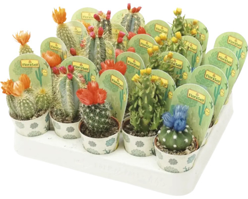 Kaktusar & suckulenter