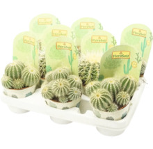 Kaktus FLORASELF Echinocactus 10,5-11,5cm Ø10,5cm sorterade sorter-thumb-1