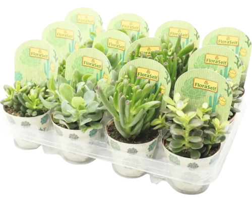 Krassula FLORASELF Crassula-Cultivars 15-20cm krukstorlek Ø8,5cm tillfälligt sortiment Bricka med olika suckulenter av märket FloraSelf