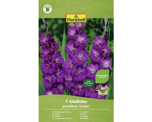 Blomsterlök FLORASELF Gladiolus Violetta 7st