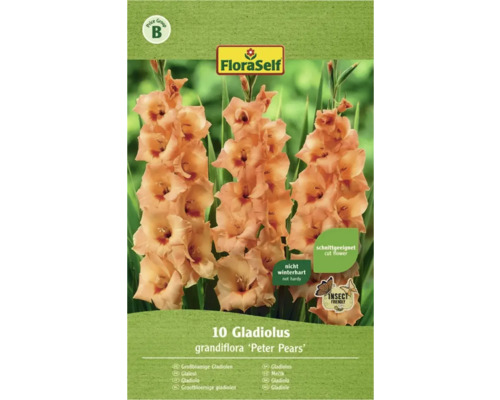 Blomsterlökar FLORASELF Storblommig Gladiolus Peter Pears 10st