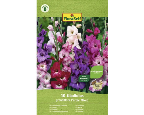Blomsterlök FLORASELF Gladiolus Purple mixed 10st