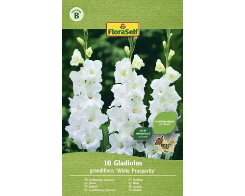 Blomsterlökar FLORASELF Storblommig Gladiolus White Prosperity 10st