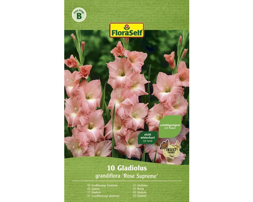 Blomsterlökar Gladiolus Rose Supreme 10st