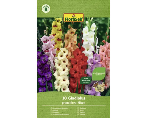 Blomsterlök FLORASELF Gladiolus mix 10st