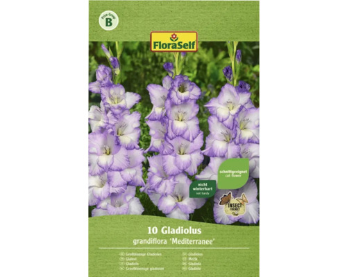 Blomsterlök FLORASELF Gladiolus Blue Frost 10st