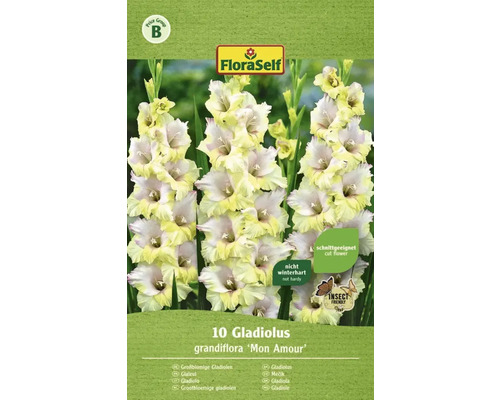 Blomsterlökar FLORASELF Storblommig Gladiolus Mon Amour 10st
