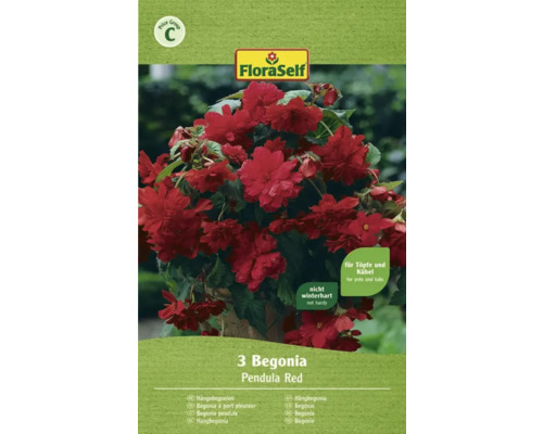 Blomsterlökar FLORASELF Begonia Pendula Röd 3st