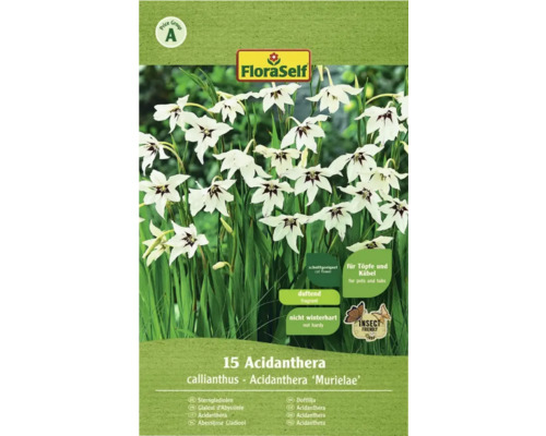 Blomsterlökar FLORASELF Acidanthera doftlilja 15st