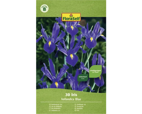Blomsterlökar FLORASELF Iris Hollandica blå 30st