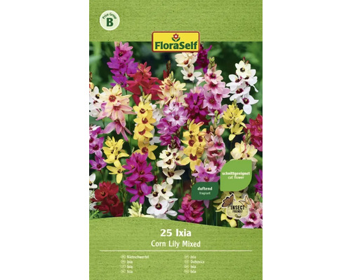 Blomsterlökar FLORASELF Ixia Mixed 25st